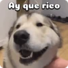 Perritos adorables 🐶🐕 9