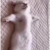 Gatito  8
