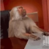 Macaquinhos 🐒 23