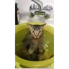 Cats 7