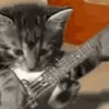 Gatos engraçados 7