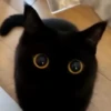 Gatos 15