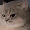 Memes figurinhas  27