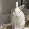🐰CONEJOS TIERNOS🐰 12