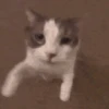 GATO 10