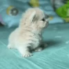 Gatos 9