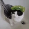 Gatos 6
