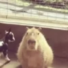 Capybara capibara✨❣️ 8