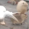 ✨Capybara✨ 13