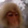 🐒 aquela do macaquinho 25