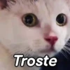 🤎Gatitos con Frases😼 2