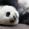 Panda 🐼 8