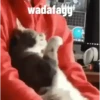 Jangan di colong 9