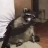 Guaxinins para bate-papo 6