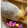 MARCELOCALOPSITA 5