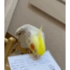 MARCELOCALOPSITA 11
