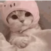 котята для чата 23