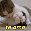 Gatíneos 🐈 5