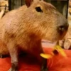 Capybara capibara✨❣️ 11