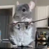 🎵 TIKTOKeando 6🎵 8