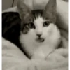 Michis 🐱💛 8