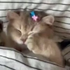 🧿😻Gatitos buena vibra😻🧿 6