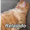 🤎Gatitos con Frases😼 8