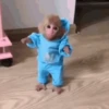 Monitos 9