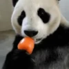 Panda 🐼 16