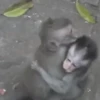 एनिमेटेड बंदर 7
