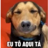 🐶 Catiorríneos Fofíneos 17