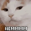 MEOWW 5