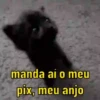 Reações de gatinhos 🐈‍⬛ 10