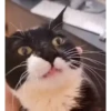Más gatos🐈 5