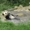 Panda 🐼 5