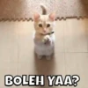 MEOWW 14
