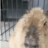 ✨Capybara✨ 12