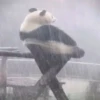 Panda 🐼 17