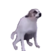 Animals Funny Meme 7
