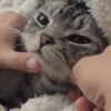 🤍 Еще котята 🤍 9