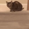 котята для чата 6