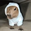 ✨Capybara✨ 11
