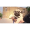 Perritos 8
