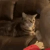 котята для чата 15