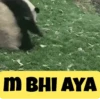 ANIMALS RXN ANIMATED 6