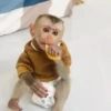 एनिमेटेड बंदर 27