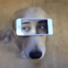 Funny Animals reactions🤣 5