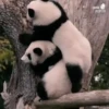 Panda 🐼 12
