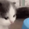 котята для чата 11