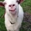 Funny Animals reactions🤣 25
